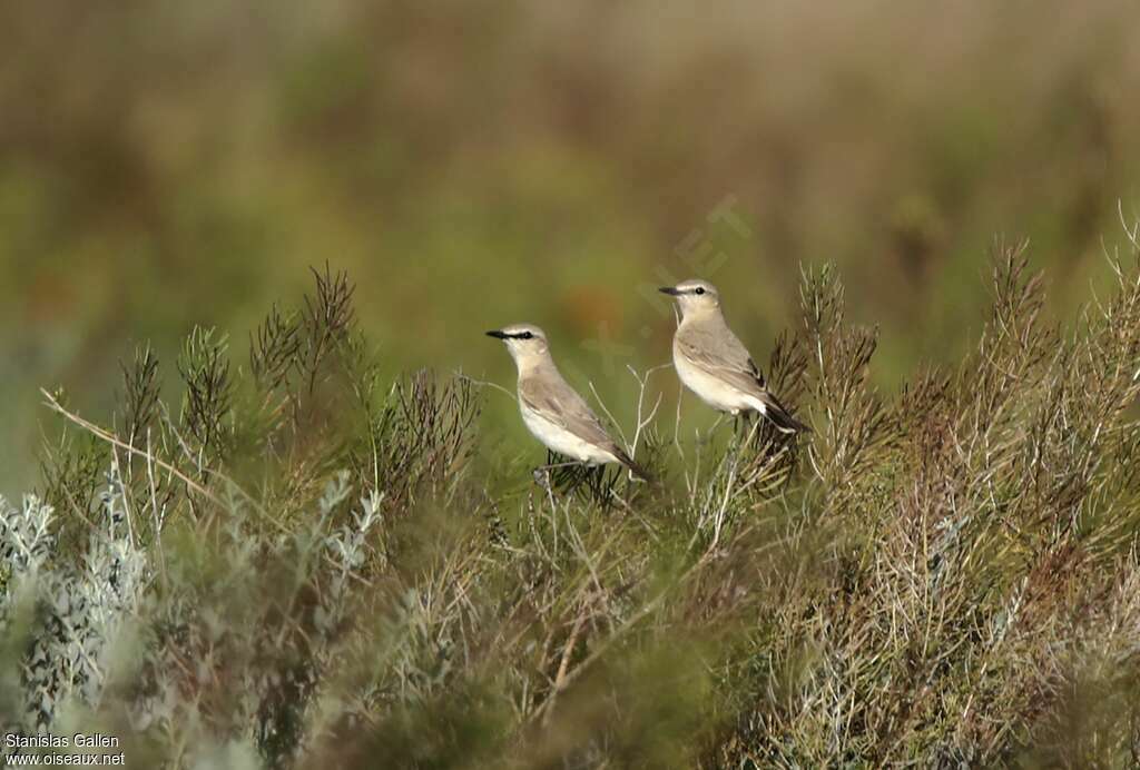 Traquet isabelleadulte nuptial, habitat, pigmentation