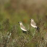 Isabelline Wheatear