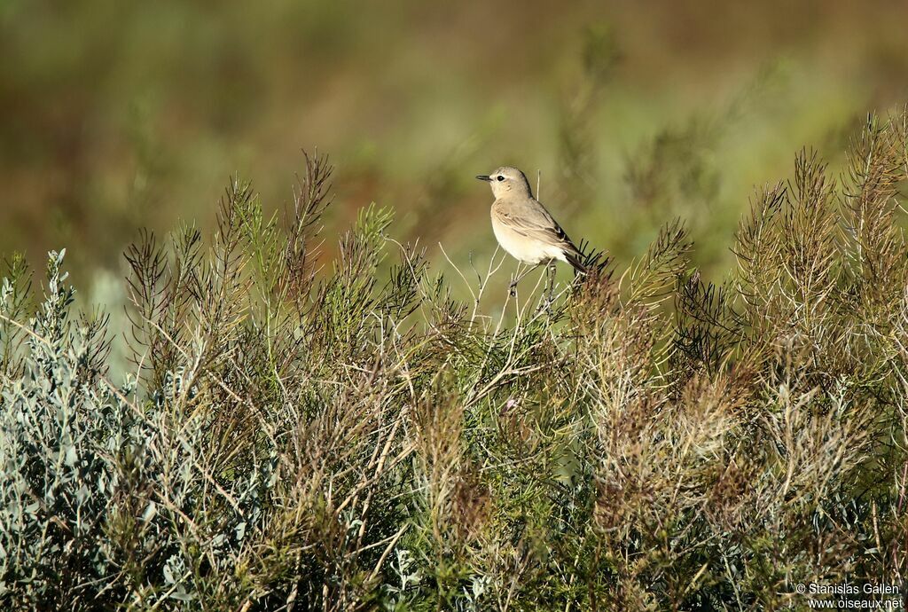 Isabelline Wheatear female adult breeding