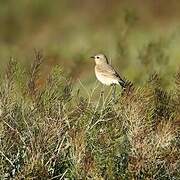 Isabelline Wheatear