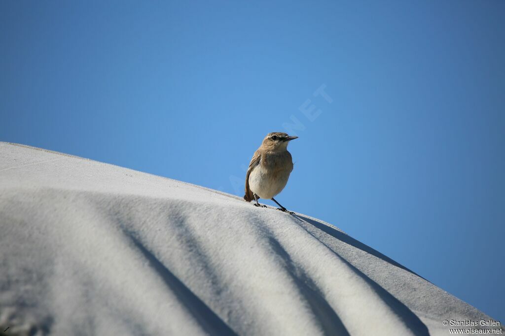 Isabelline Wheatearadult breeding