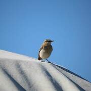 Isabelline Wheatear