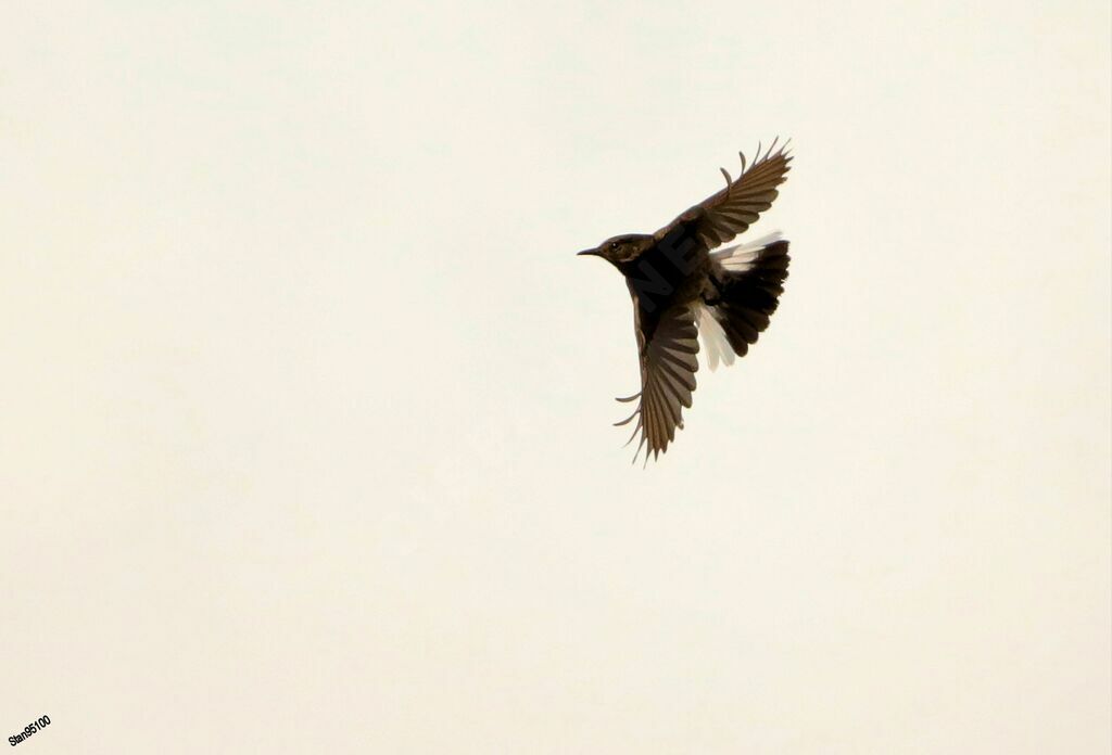 Mountain Wheatear male adult breeding, Flight