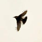 Mountain Wheatear