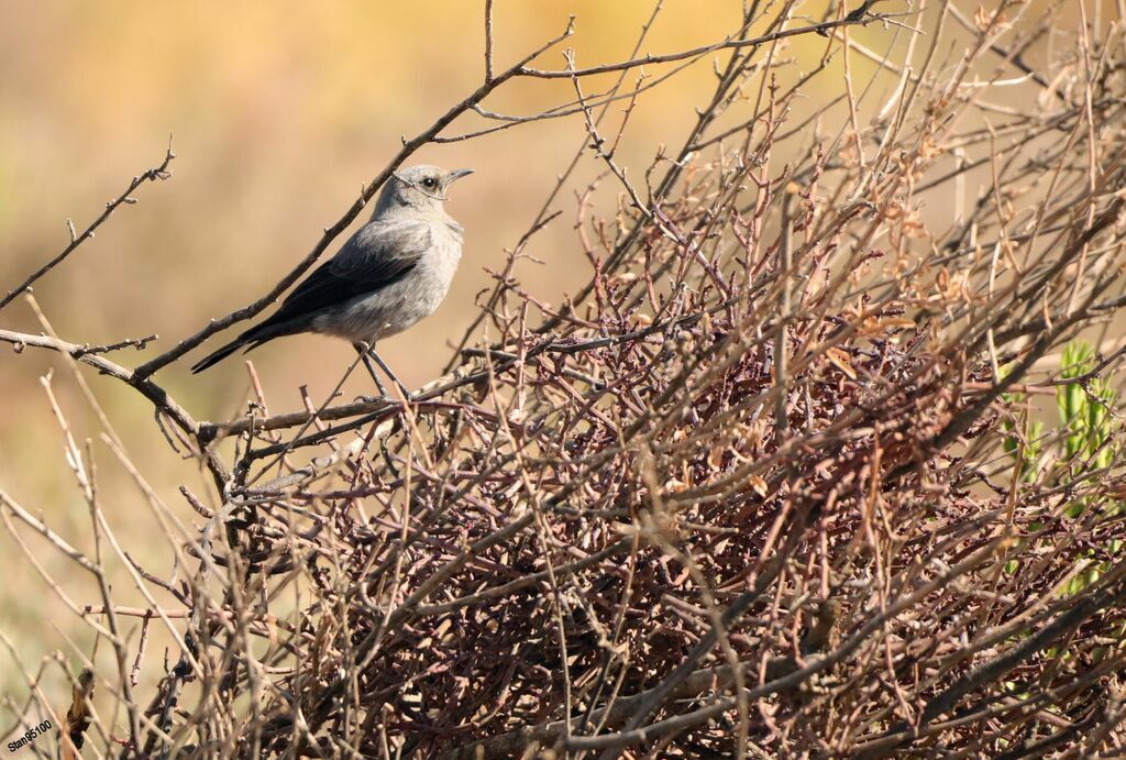 Mountain Wheatearadult breeding