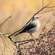 Mountain Wheatear