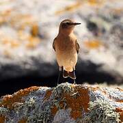 Northern Wheatear