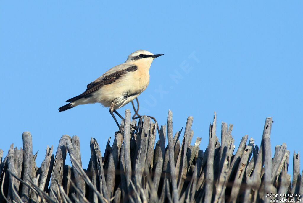 Northern Wheatear male adult breeding