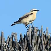 Northern Wheatear