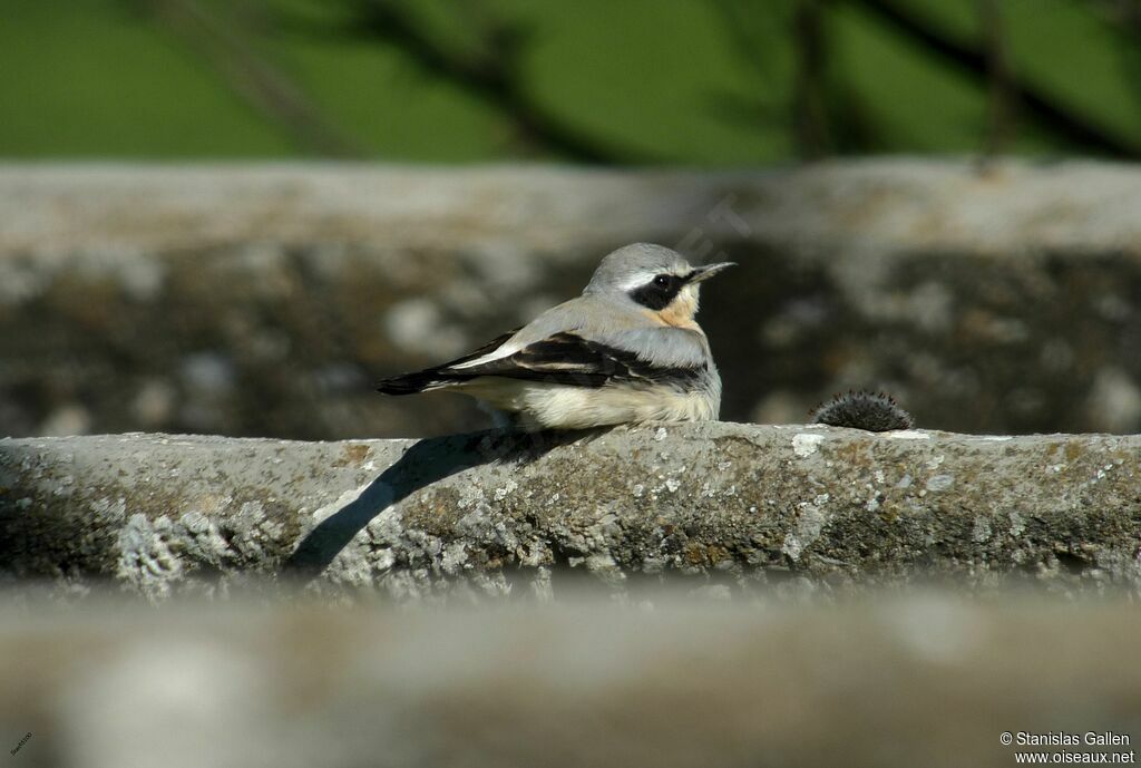 Northern Wheatear male adult breeding