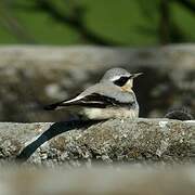 Northern Wheatear