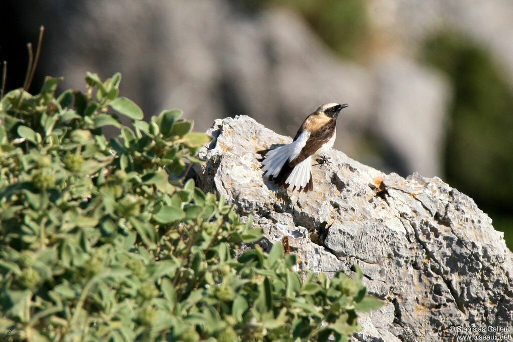 Eastern Black-eared Wheatear male adult breeding, courting display