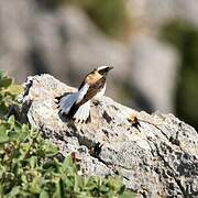 Eastern Black-eared Wheatear