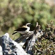 Eastern Black-eared Wheatear