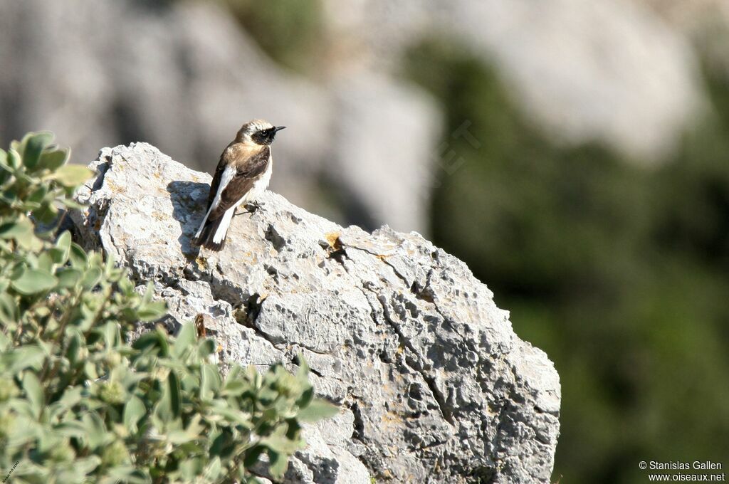 Eastern Black-eared Wheatear male adult breeding