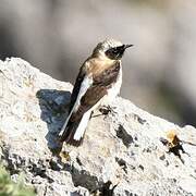 Eastern Black-eared Wheatear