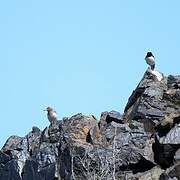 Pied Wheatear