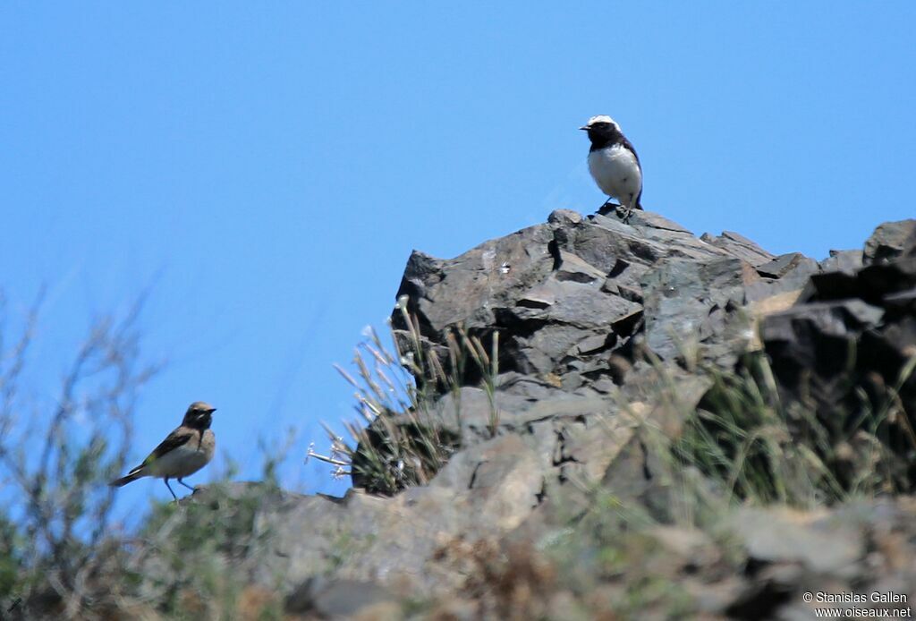 Pied Wheatearadult breeding