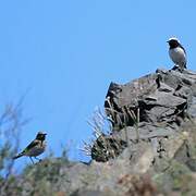 Pied Wheatear