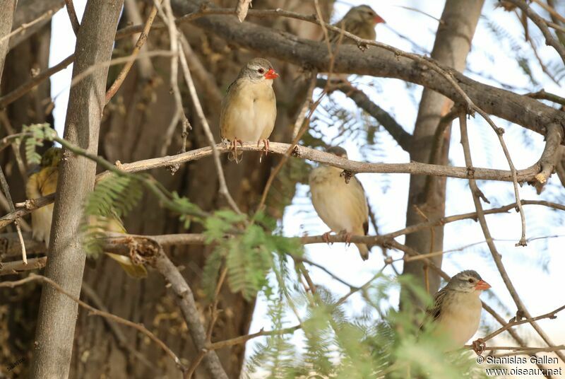 Red-billed Quelea female adult transition