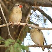 Red-billed Quelea