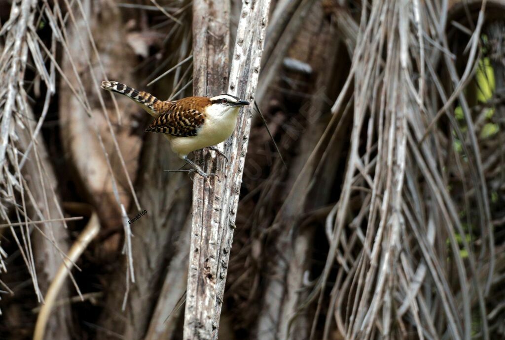 Rufous-backed Wren male adult