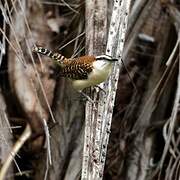 Rufous-backed Wren