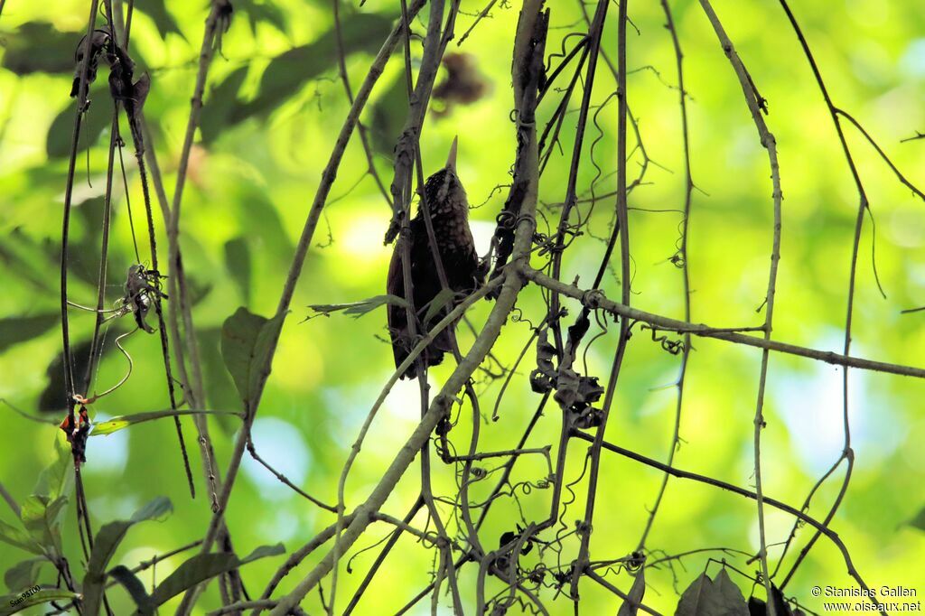 Buff-breasted Wrenadult