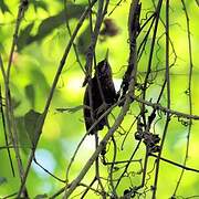 Buff-breasted Wren