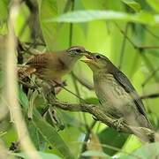 Buff-breasted Wren