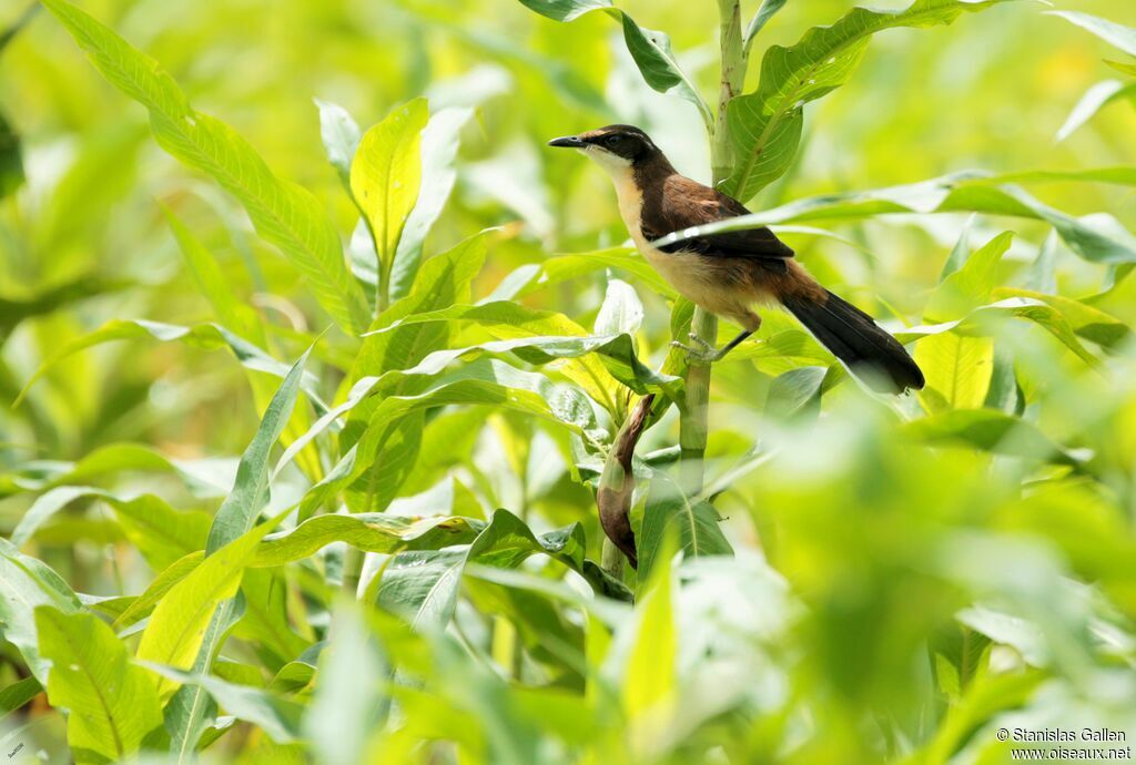 Black-capped Donacobius, close-up portrait