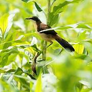 Black-capped Donacobius