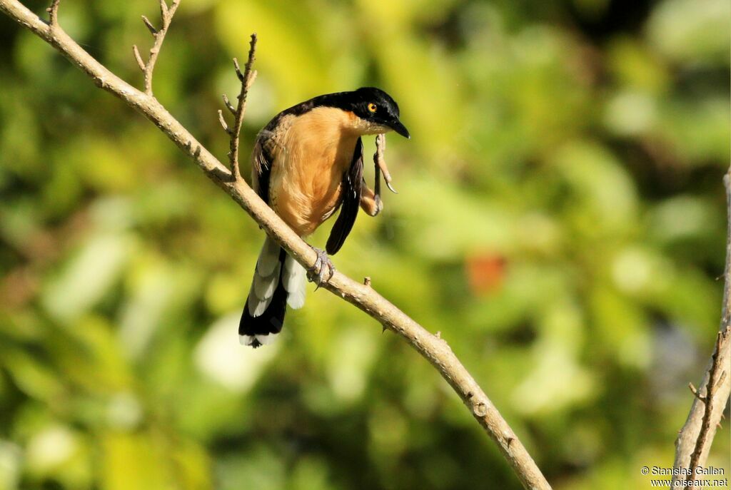 Black-capped Donacobiusadult breeding, care