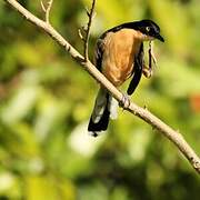 Black-capped Donacobius