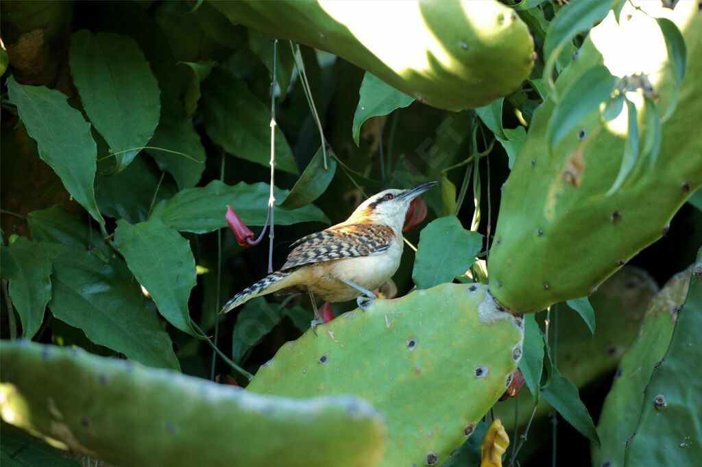 Veracruz Wrenadult, fishing/hunting