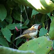 Veracruz Wren