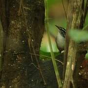 White-breasted Wood Wren