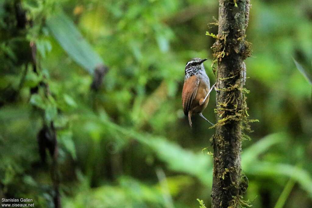 Grey-breasted Wood Wrenadult, habitat, pigmentation, Behaviour