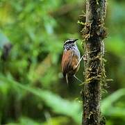 Grey-breasted Wood Wren