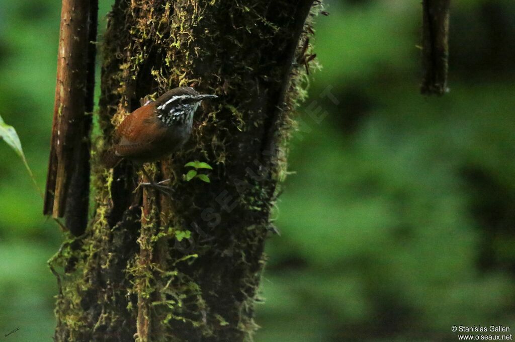 Grey-breasted Wood Wrenadult breeding