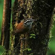 Grey-breasted Wood Wren