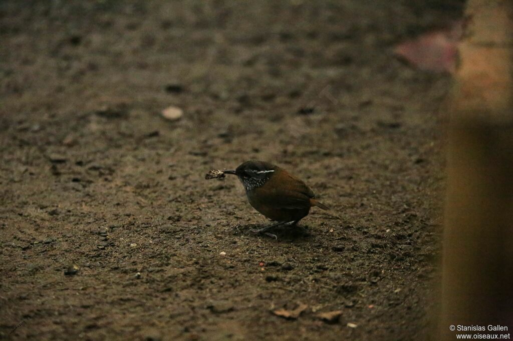 Troglodyte à poitrine griseadulte, pêche/chasse