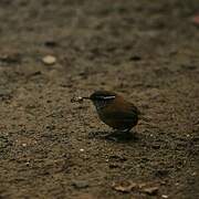 Grey-breasted Wood Wren