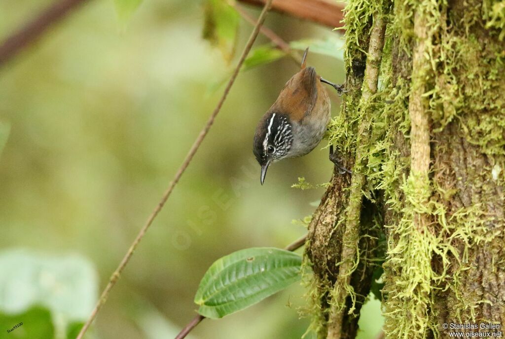 Grey-breasted Wood Wrenadult, Behaviour