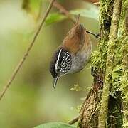 Grey-breasted Wood Wren