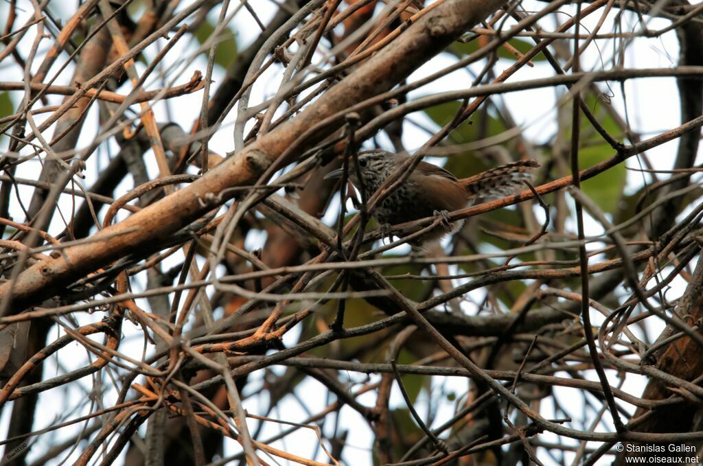 Spot-breasted Wrenadult