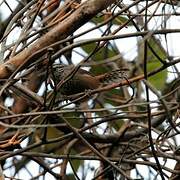 Spot-breasted Wren