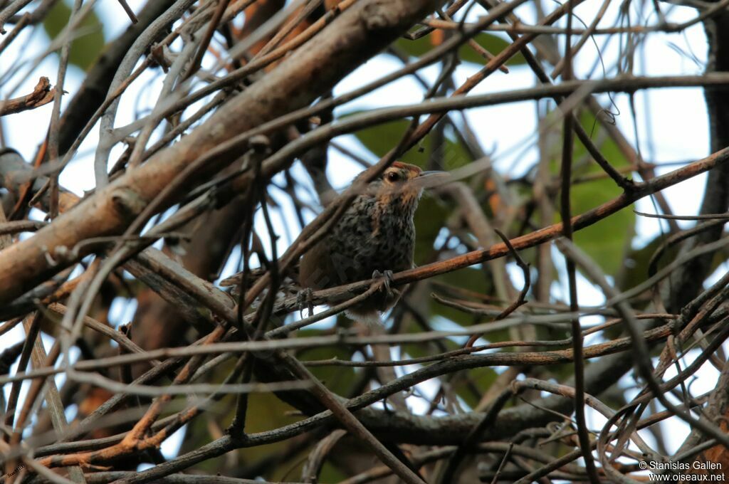 Spot-breasted Wrenadult