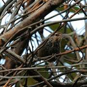 Spot-breasted Wren