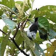 White-headed Wren